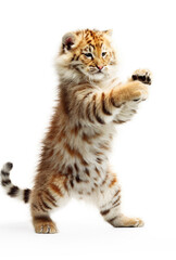 Cute funny tiger cub isolated. Little tiger playing with paws. Ai generative art.