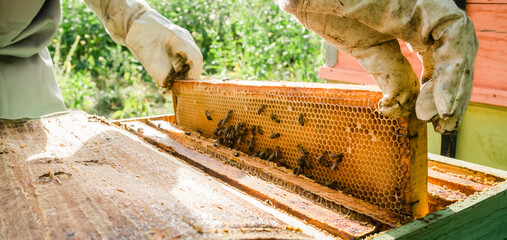 Beekeeper removing honeycomb from beehive banner. Person in beekeeper suit taking honey from hive. Farmer wearing bee suit working with honeycomb in apiary. Beekeeping in countryside. Organic farming - obrazy, fototapety, plakaty