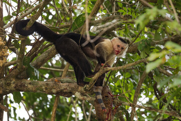 White-faced Capuchin - Cebus capucinus, beautiful brown white faces primate from Latin America forests, Gamboa forest, Panama.