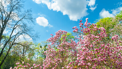 Obraz premium Magnolia bloom. Magnolia trees in the botanical garden. White and pink magnolia on the branches against a blue cloudy sky. Selective focus. Natural background