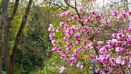 Fototapeta premium Magnolia flowering. Blooming pink magnolia flowers on the branches. Magnolia trees in the spring botanical garden. Beautiful flowers. Selective focus. Natural background