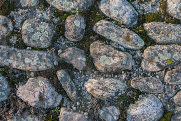 Mold in nature outdoors. Natural moss, mould, must, fungus.