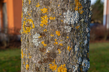 Mold in nature outdoors. Natural moss, mould, must, fungus.