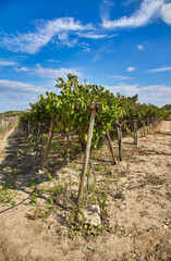 Grapevine rows at a vineyard estate on a sunny day in Collecorvino, Abruzzo, Italy.