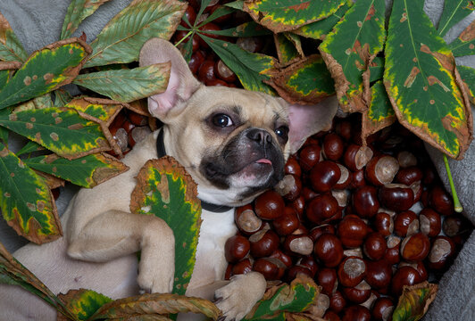 A French Bulldog breed dog lies thoughtfully on its side among many ripe chestnuts and fallen autumn chestnut leaves, looking attentively into the camera. The dog positively meets autumn.
