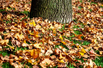 dry leaves on the grass near a tree in the fall