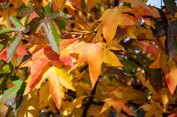 Liquidambar styraciflua leaves turning red in autumn
