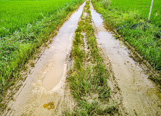 The last night's rainfall made the road muddy on the countryside. focus selective