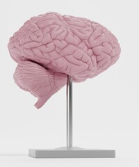 Realistic 3D Render of Plastic Brain Model