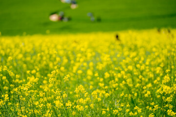 청보리밭, 유채꽃, 유채꽃밭, 봄풍경, 자연풍경, 봄, 시골, 나무, 나뭇잎, 바람개비, 보리, 청보리