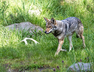 Red wolf loping through grass and rocks