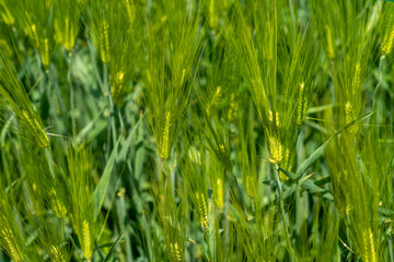 청보리밭, 유채꽃, 유채꽃밭, 봄풍경, 자연풍경, 봄, 시골, 나무, 나뭇잎, 바람개비, 보리, 청보리