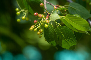 청보리밭, 유채꽃, 유채꽃밭, 봄풍경, 자연풍경, 봄, 시골, 나무, 나뭇잎, 바람개비, 보리, 청보리