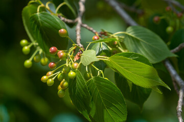 청보리밭, 유채꽃, 유채꽃밭, 봄풍경, 자연풍경, 봄, 시골, 나무, 나뭇잎, 바람개비, 보리, 청보리