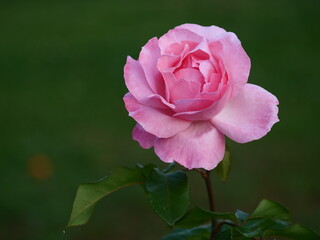 pink rose close up 