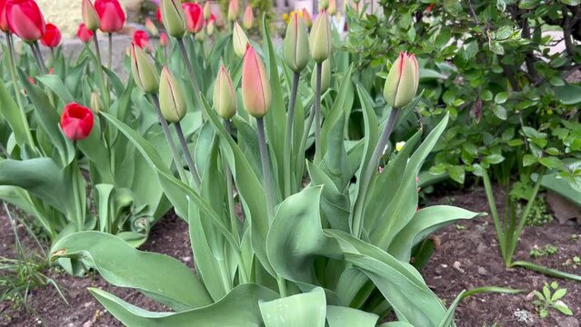  A large family of tulip buds of varying ripeness settled amicably on the lawn. Generative AI