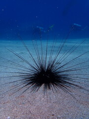 sea urchin close up underwater
long spines ocean scenery