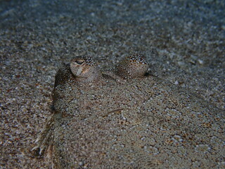 flat fish flounder swim underwater close up camoufflage on sand ocean scenery