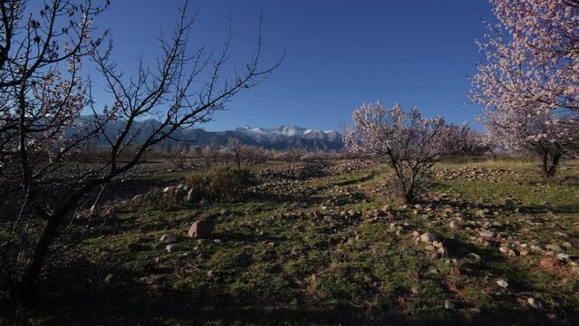 Spring landscape with apricot trees on mountains background, Kyrgyzstan