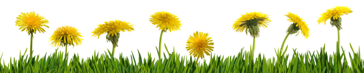  yellow dandelion flowers in the grass. Horizontal banner