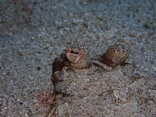 flounder flat fish underwater camoufflage o sand ocean scenery