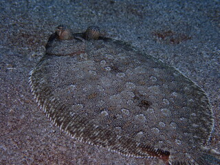 flounder flat fish underwater camoufflage o sand ocean scenery