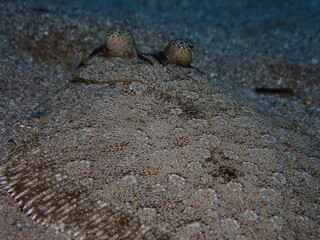 flounder flat fish underwater camoufflage o sand ocean scenery