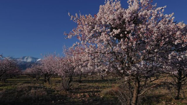 Spring landscape with apricot trees on mountains background, Kyrgyzstan