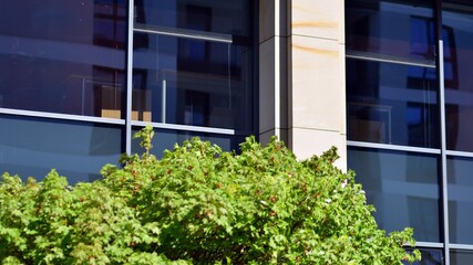 Green tree and glass office building. The harmony of nature and modernity. Fresh green trees and office building, business concept. Eco building in modern city concept.  