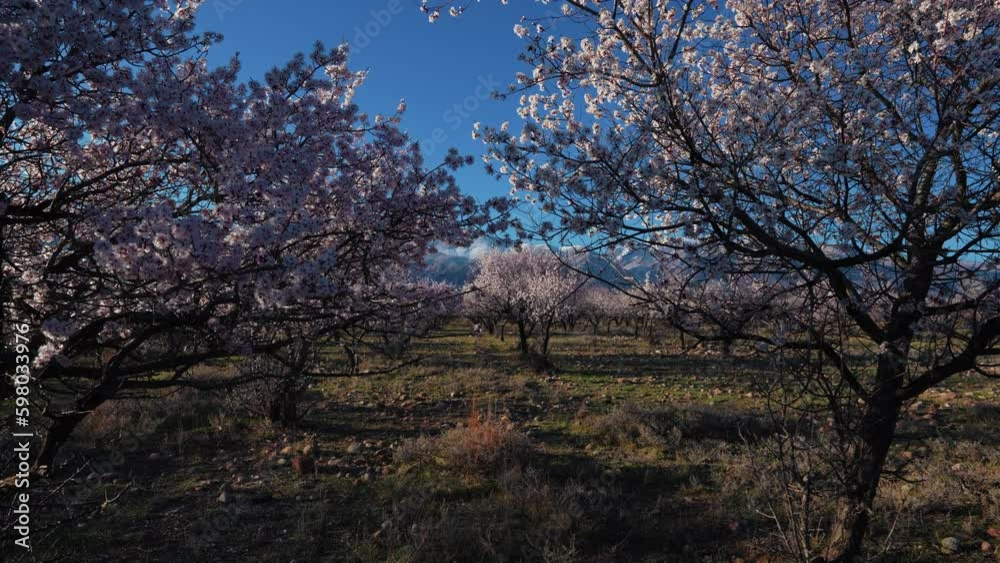 Sticker Spring landscape with apricot trees on mountains background, Kyrgyzstan