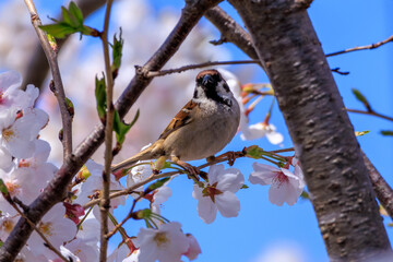 春の美しい桜と可愛いスズメ
