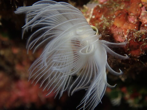 tube worm scenery underwater close up tubeworm