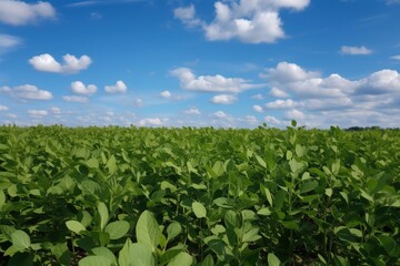 Fototapeta na wymiar A field of green soybean plants with a blue sky in the background
