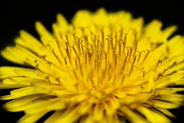 yellow flower close up, macro