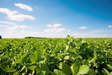 Fototapeta na wymiar A field of green soybean plants with a blue sky in the background