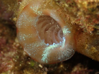 tuicate underwater ocean scenery
