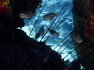 sea urchin scenery underwater close up