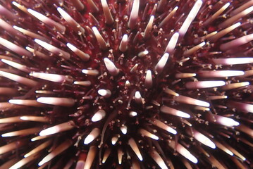 sea urchin scenery underwater close up