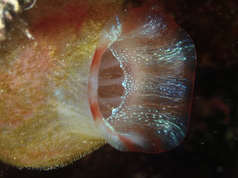 tuicate underwater ocean scenery