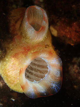 tuicate underwater ocean scenery