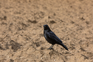 one crow sitting on a empty field