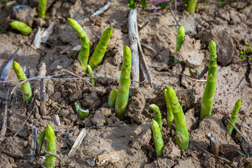 young asparagus plants breaking the soil