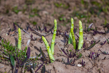 green asparagus breaking the soil