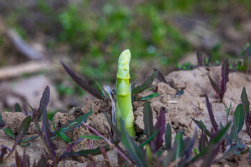 one green asparagus plant breaking through