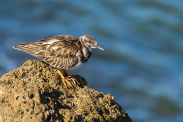 Ruddy Turnstone 