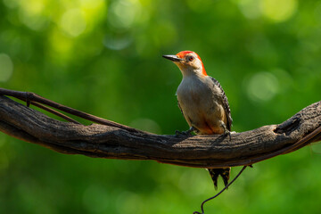 Red-bellied woodpecker