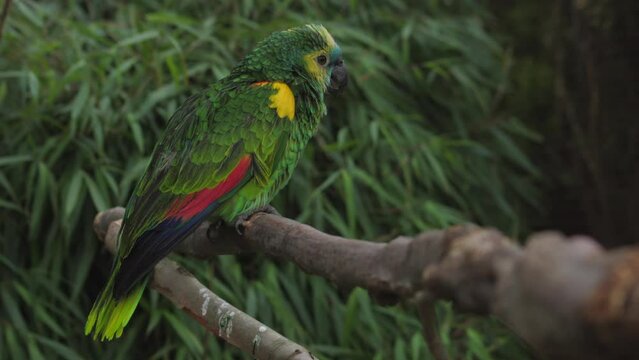 Blue-fronted parrot sitting on a branch Generative AI