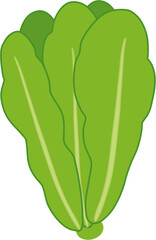 lettuce clipart