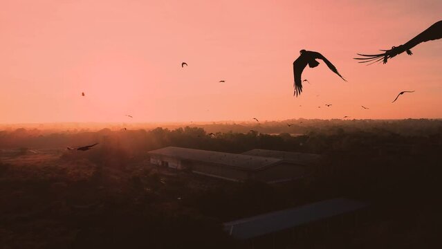 Silhouette of crows, following drone, on sunrise, bright light.