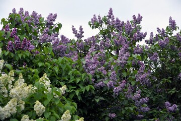 Obraz premium Lilac trees in lilac garden in Moscow.